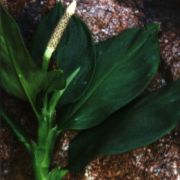 Image of Stenospermation marantifolium  Hemsl..