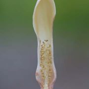 Image of Stylochaeton bogneri  S.J.Mayo.