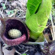 Image of Symplocarpus foetidus  (L.) Nutt..