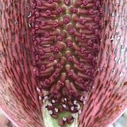 Image of Synandrospadix vermitoxicus  (Griseb.) Engl..