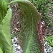 Image of Synandrospadix vermitoxicus  (Griseb.) Engl..