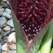 Image of Synandrospadix vermitoxicus  (Griseb.) Engl..