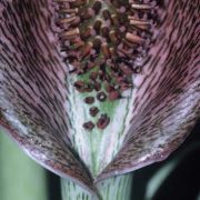 Image of Synandrospadix vermitoxicus  (Griseb.) Engl..