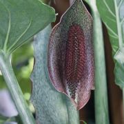 Image of Synandrospadix vermitoxicus  (Griseb.) Engl..