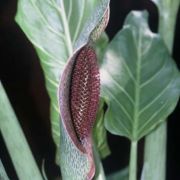 Image of Synandrospadix vermitoxicus  (Griseb.) Engl..