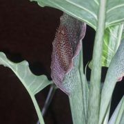 Image of Synandrospadix vermitoxicus  (Griseb.) Engl..