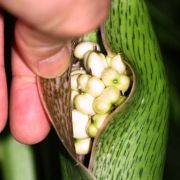 Image of Synandrospadix vermitoxicus  (Griseb.) Engl..