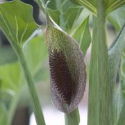 Image of Synandrospadix vermitoxicus  (Griseb.) Engl..