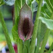 Image of Synandrospadix vermitoxicus  (Griseb.) Engl..