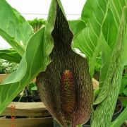 Image of Synandrospadix vermitoxicus  (Griseb.) Engl..