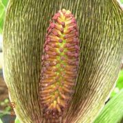 Image of Synandrospadix vermitoxicus  (Griseb.) Engl..