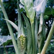 Image of Synandrospadix vermitoxicus  (Griseb.) Engl..