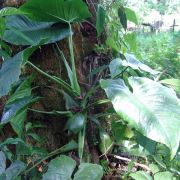 Image of Syngonium sagittatum  G.S. Bunting.