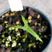 Image of Typhonium adnatum  Hett. & Sookchaloem.