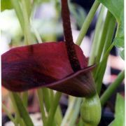 Image of Typhonium blumei  Nicolson & Sivad..