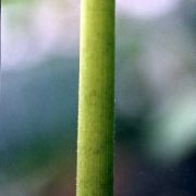 Image of Typhonium brevipilosum  Hett. & Sizemore.