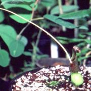 Image of Typhonium circinnatum  Hett. & J. Mood.