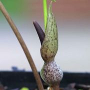 Image of Typhonium conchiforme  Hett. & A. Galloway.