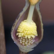 Image of Typhonium conchiforme  Hett. & A. Galloway.