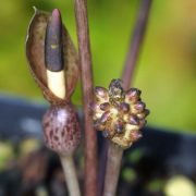 Image of Typhonium conchiforme  Hett. & A. Galloway.