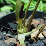 Image of Typhonium conchiforme  Hett. & A. Galloway.