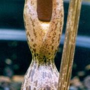 Image of Typhonium conchiforme  Hett. & A. Galloway.