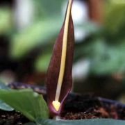 Image of Typhonium cordifolium  S.Y. Hu.