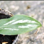 Image of Typhonium cordifolium  S.Y. Hu.