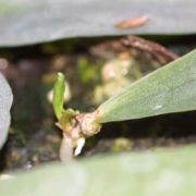 Image of Typhonium cordifolium  S.Y. Hu.