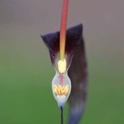 Image of Typhonium cordifolium  S.Y. Hu.