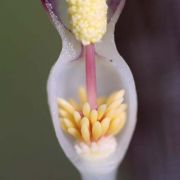 Image of Typhonium cordifolium  S.Y. Hu.