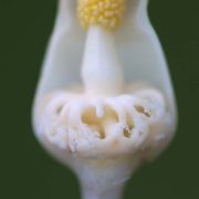 Image of Typhonium digitatum  Hett. & Sookchaloem.