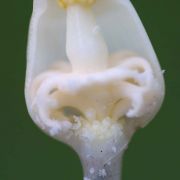 Image of Typhonium digitatum  Hett. & Sookchaloem.