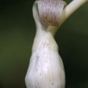 Image of Typhonium digitatum  Hett. & Sookchaloem.