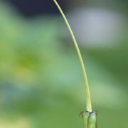 Image of Typhonium flagelliforme  (Lodd.) Bl..