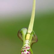 Image of Typhonium flagelliforme  (Lodd.) Bl..