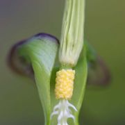 Image of Typhonium flagelliforme  (Lodd.) Bl..