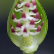 Image of Typhonium flagelliforme  (Lodd.) Bl..