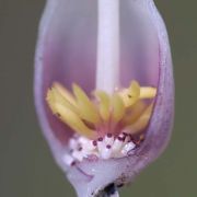 Image of Typhonium gagnepainii  J. Murata & Sookchaloem.