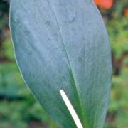 Image of Typhonium glaucum  Hett. & Sookchaloem.