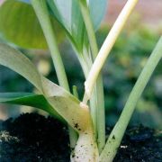 Image of Typhonium glaucum  Hett. & Sookchaloem.