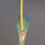 Image of Typhonium glaucum  Hett. & Sookchaloem.