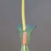 Image of Typhonium glaucum  Hett. & Sookchaloem.