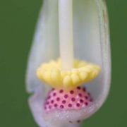 Image of Typhonium glaucum  Hett. & Sookchaloem.