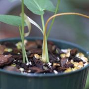 Image of Typhonium griseum  Hett. & Sookchaloem.