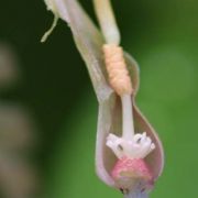 Image of Typhonium griseum  Hett. & Sookchaloem.