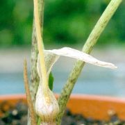 Image of Typhonium laoticum  Gagn..
