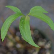 Image of Typhonium lineare  Hett. & Nguyen V.D..