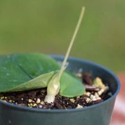 Image of Typhonium orbifolium  Hett. & Sookchaloem.