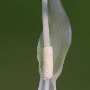 Image of Typhonium orbifolium  Hett. & Sookchaloem.